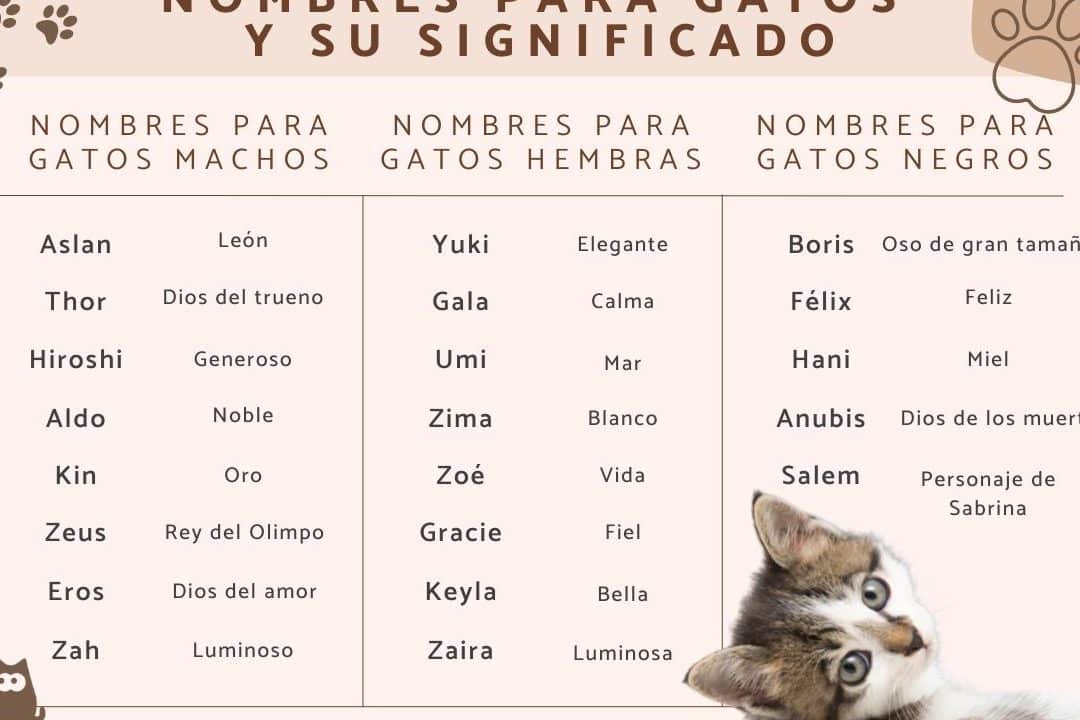 23 divertidos apodos para tu gato encuentra el perfecto para tu mascota