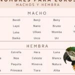 los 27 mejores apodos para tu perico descubre la lista mas divertida y original