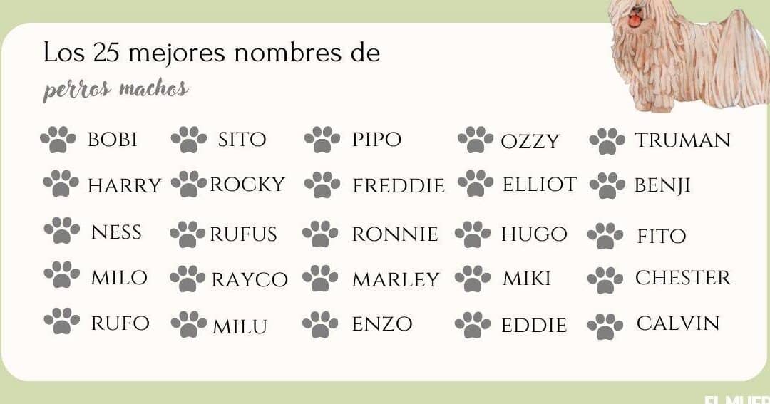 26 apodos originales para mascotas encuentra el nombre perfecto para tu companero