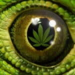 30 apodos divertidos y originales para la ganja descubre los mejores nombres para tu cannabis