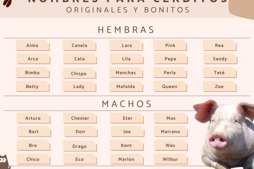 31 apodos de cerdito descubre los nombres mas adorables para tu mascota porcina
