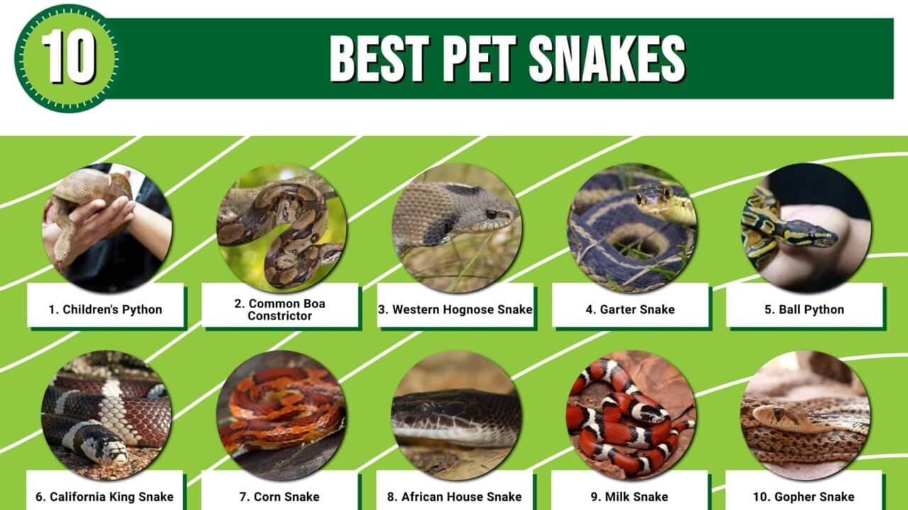 33 popular snake nicknames in english creative and fun options