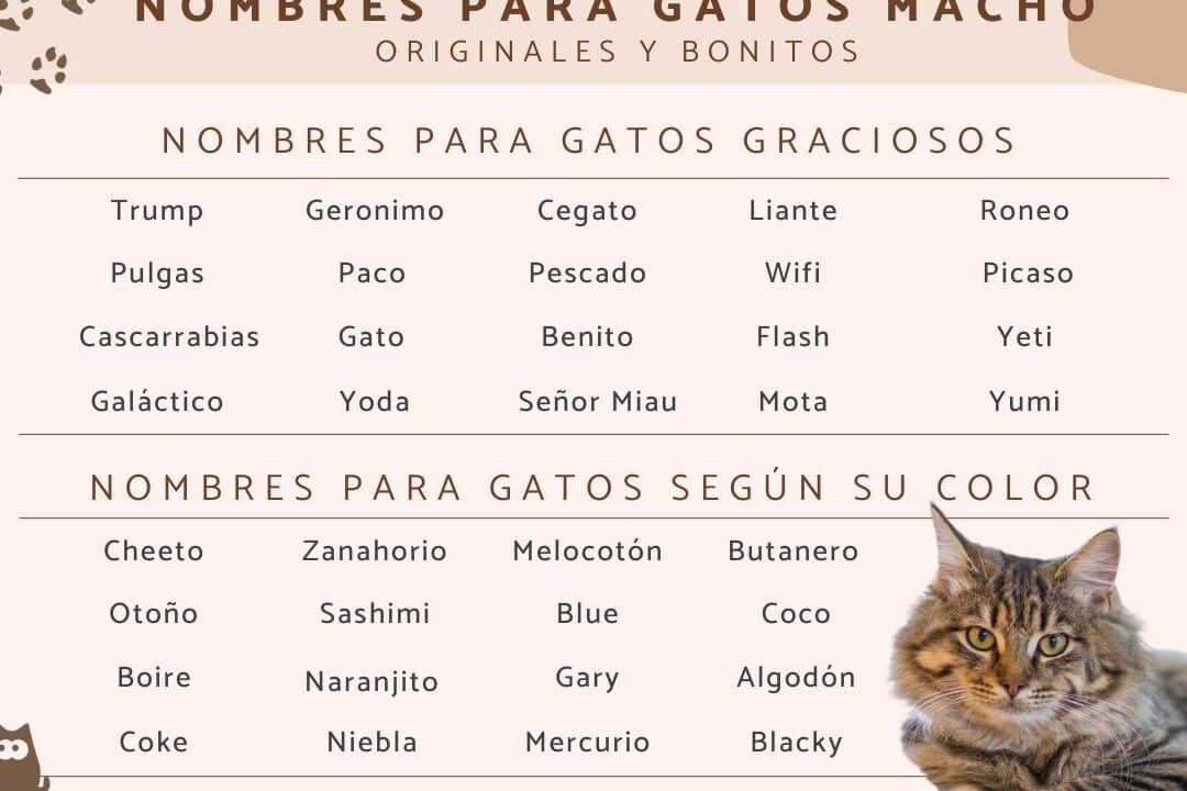 descubre los 26 apodos mas adorables para tu feto en crecimiento