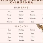 los mejores 25 apodos de chihuahua para tu perro descubre las opciones mas divertidas y originales