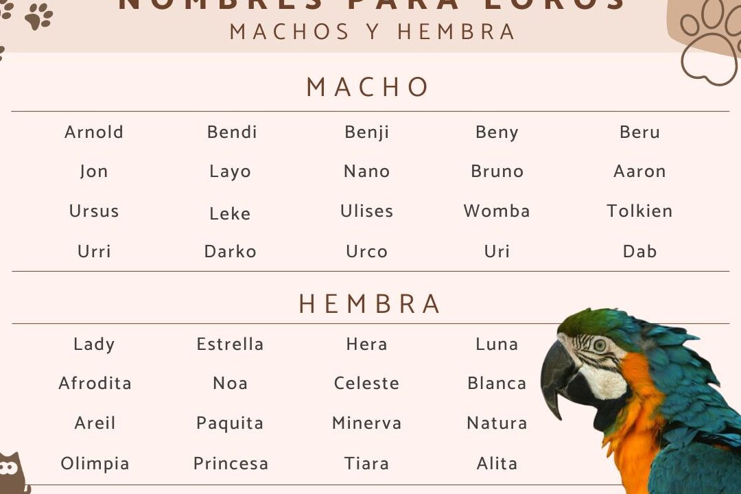 29 apodos creativos para el nombre de alexander descubre las opciones mas divertidas para llamar a tu amigo