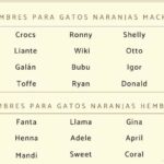 descubre los 32 apodos mas populares de coatzacoalcos una lista divertida