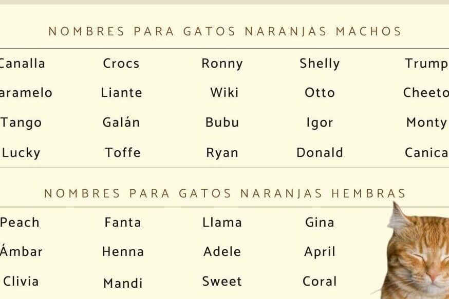 descubre los 32 apodos mas populares de coatzacoalcos una lista divertida