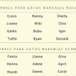 27 apodos populares en mexico descubre la diversidad y creatividad en el lenguaje informal mexicano