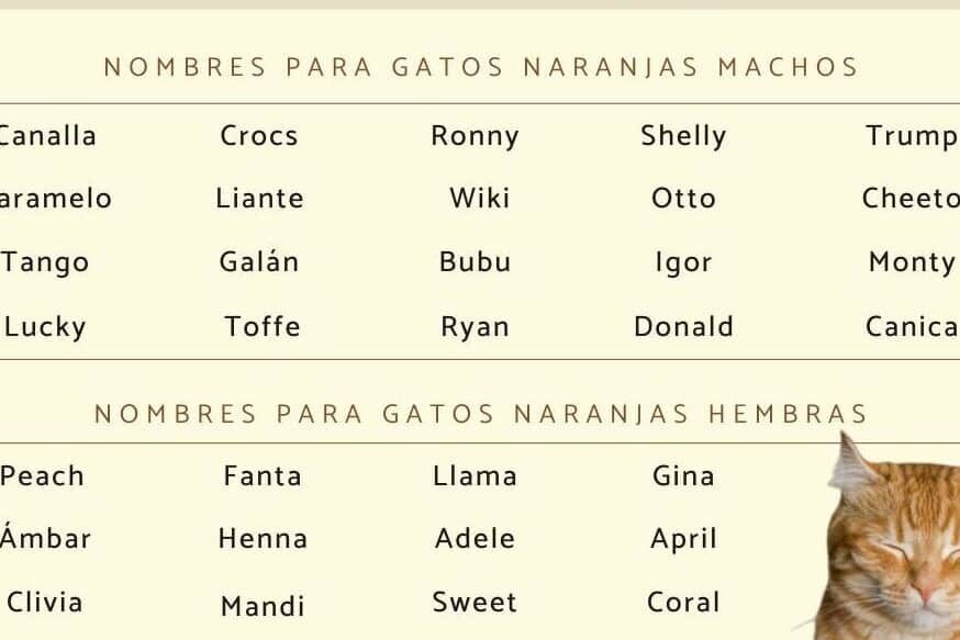 27 apodos populares en mexico descubre la diversidad y creatividad en el lenguaje informal