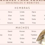 descubre los 35 mejores apodos para el conejo que te encantaran