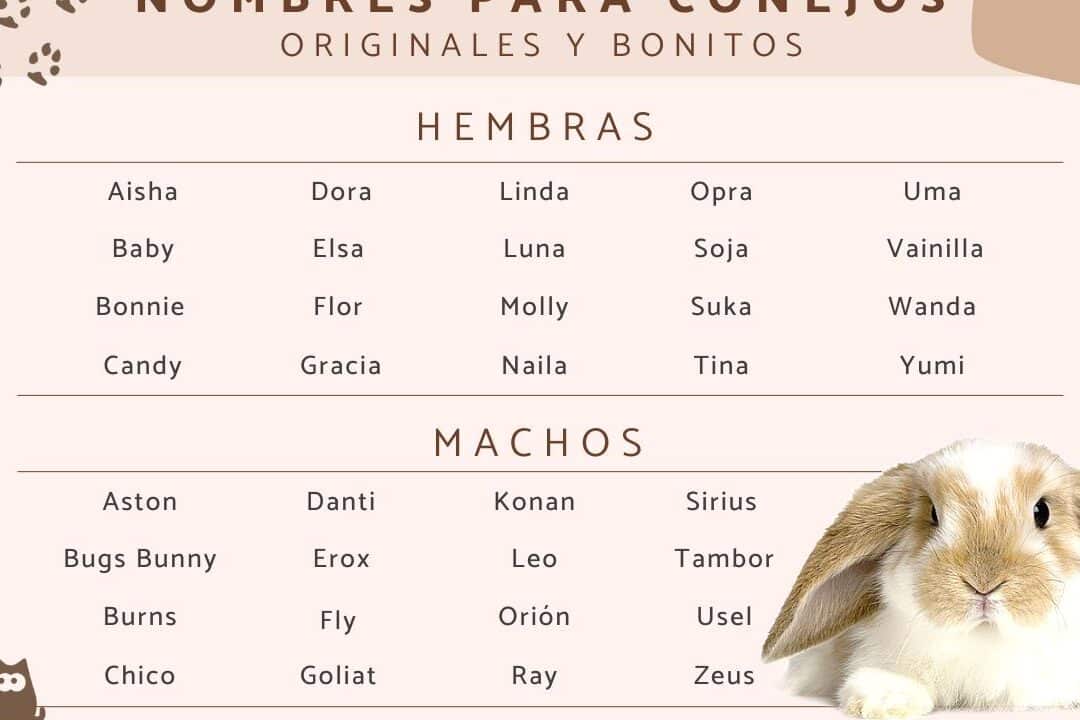 descubre los 35 mejores apodos para el conejo que te encantaran