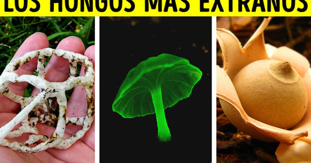 descubre los mejores 27 apodos de hongo que te sorprenderan