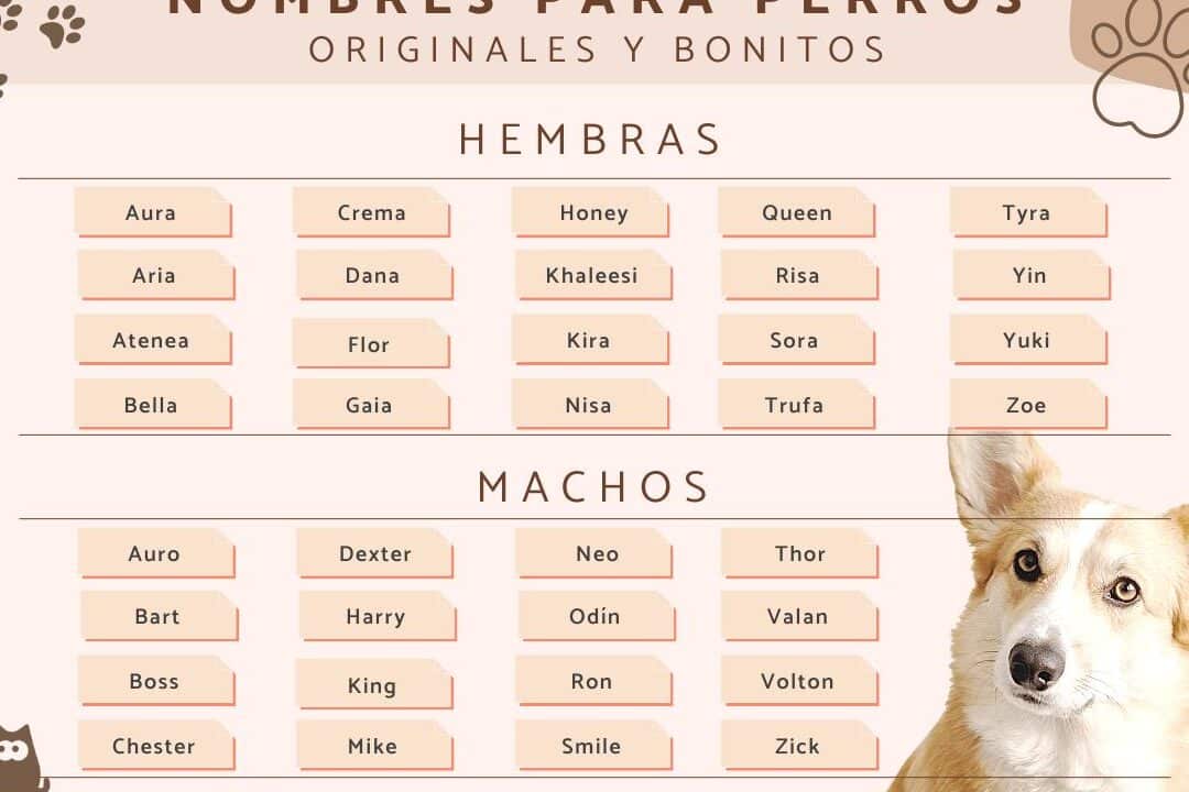 33 apodos para mascotas en ingles ideas creativas y divertidas para nombrar a tu companero peludo