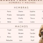 los 35 mejores apodos de perros en ingles ideas divertidas y originales