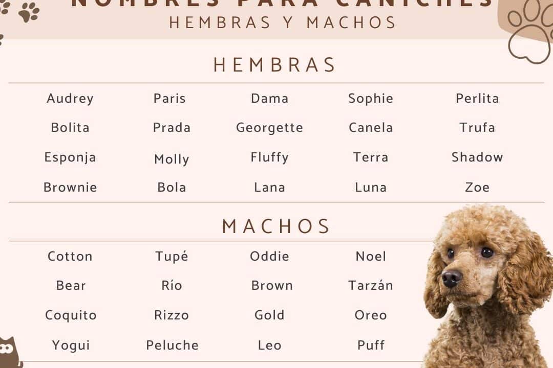 los 35 mejores apodos de perros en ingles ideas divertidas y originales